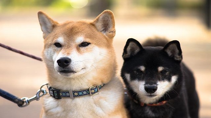 柴犬を飼うときに準備しておきたいこと９選